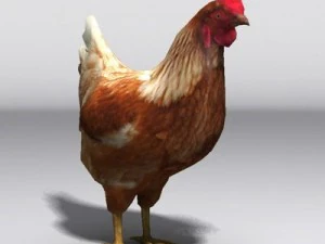 Hen 3D Model