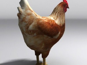 Hen Model 3D