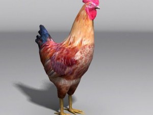 Rooster 3D 모델