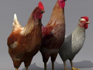 Rooster and hens 3D Модель