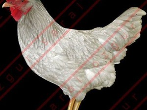 Rooster and hens 3D मॉडल