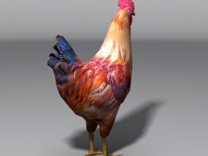 Rooster and hens 3D मॉडल