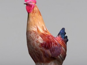Rooster and hens 3D मॉडल
