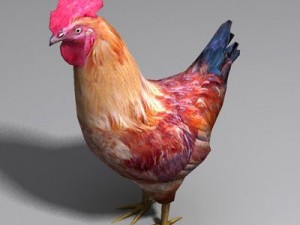 Rooster and hens 3D मॉडल