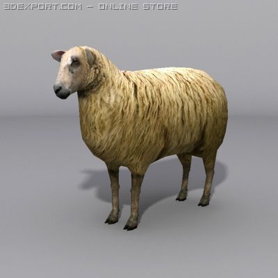 Sheep 3D Модель .c4d .max .obj .3ds .fbx .stl .blend 