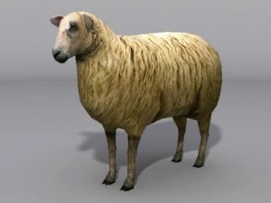 Owce Model 3D