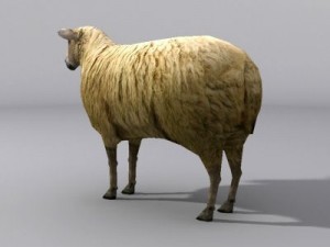 Sheep 3D Модель