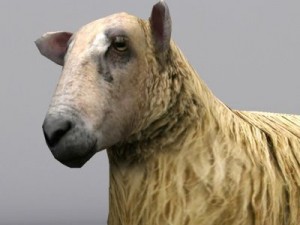 Sheep 3D Модель