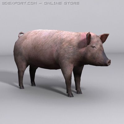 Pig Model 3D .c4d .max .obj .3ds .fbx .stl .blend 