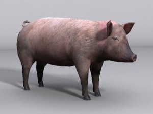 Pig 3D Model