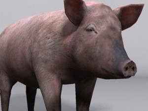 Pig Model 3D