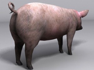 Pig Model 3D