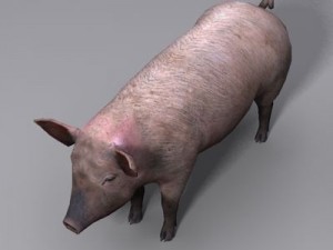 Pig Model 3D