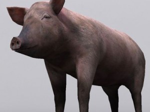 Pig Model 3D