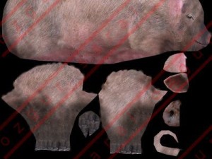 Pig Model 3D