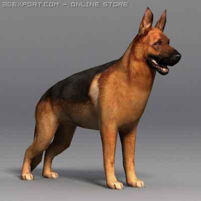 German Shepherd 3d Model In Dog 3dexport