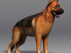 German shepherd 3Dモデル