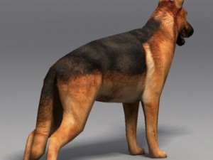 German shepherd 3D Model