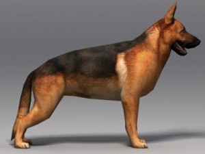German shepherd 3D Model