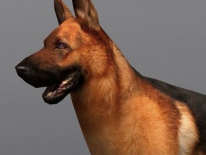 German shepherd 3D Model