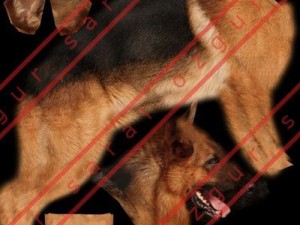 German shepherd 3D Model