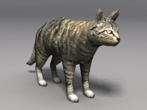 cat 3D 모델