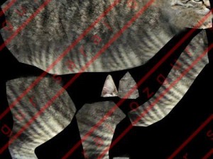 cat 3D 모델