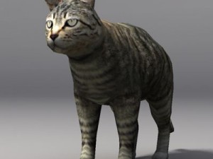 cat 3D 모델