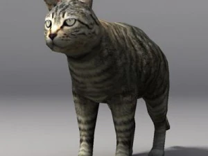 cat 3D Model