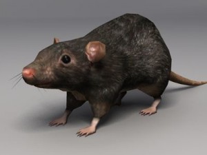 Rat 3D Model
