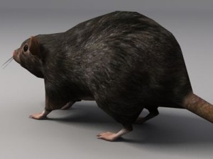 Rat 3D 模型