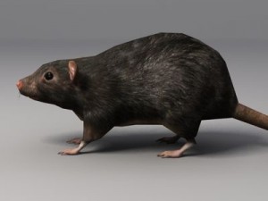 Rat 3D 模型
