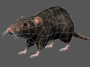 Rat 3D 模型