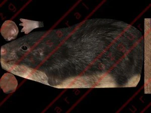 Rat 3D Model