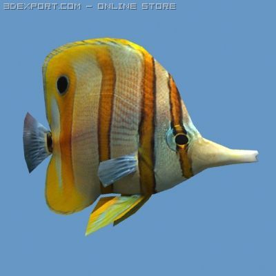 Goldfish 01 Modelo 3D .c4d .max .obj .3ds .fbx .stl .blend 