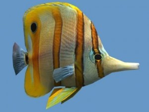 Goldfish 01 3Dモデル