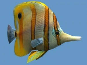 Peixinho Dourado 01 Modelo 3D