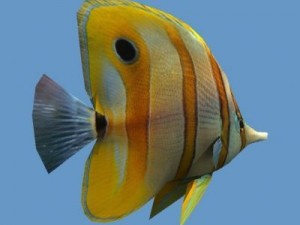 Goldfish 01 Modelo 3D