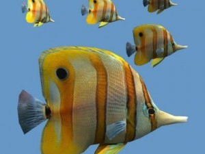 Goldfish 01 Modelo 3D