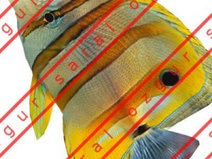 Goldfish 01 Modelo 3D