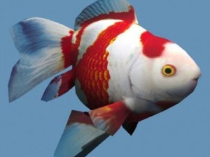 Goldfish 02 3D Model