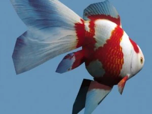 Золотая рыбка 02 3D Модель