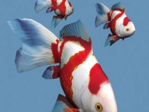 Золотая рыбка 02 3D Модель