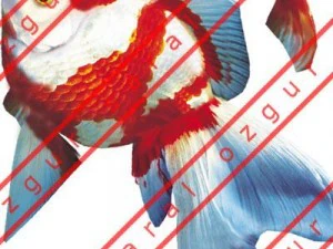 Золотая рыбка 02 3D Модель