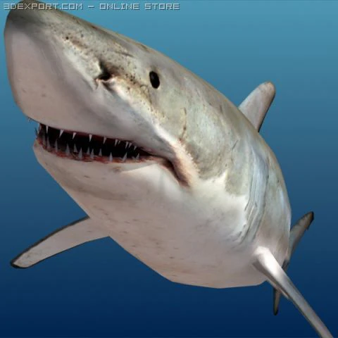 Shark 3D Model .c4d .max .obj .3ds .fbx .stl .blend 
