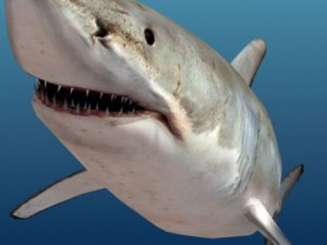 Shark 3D 모델