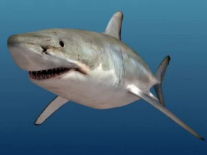 Shark 3D Model