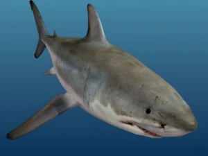 Shark 3D Model