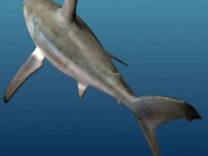 Shark 3D Model