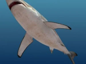 Shark 3D Model